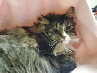 Leo