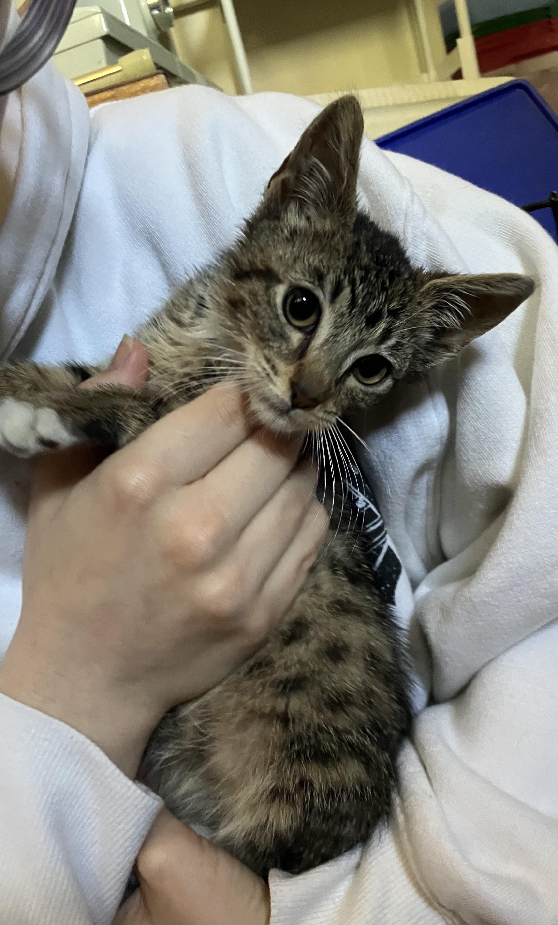 Princess Ducky FOSTER TO ADOPT ONLY