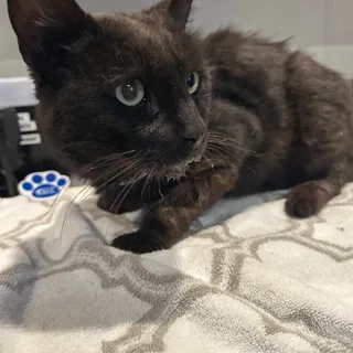 IVHS-Stray-140399
