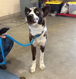 DORA