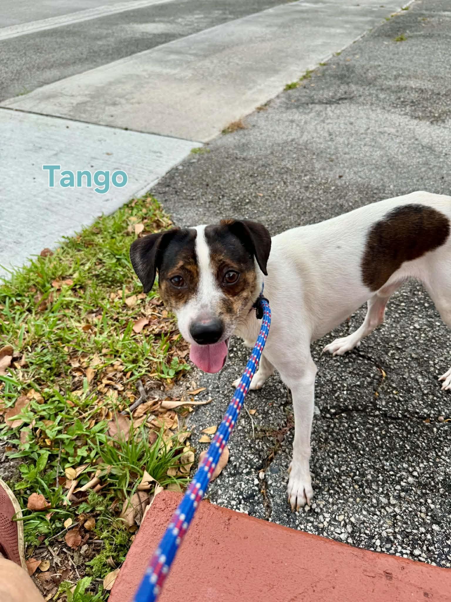 Tango