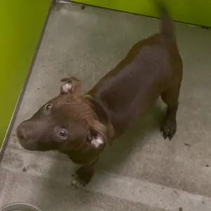 Cocoa Puff
