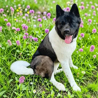 Tonka