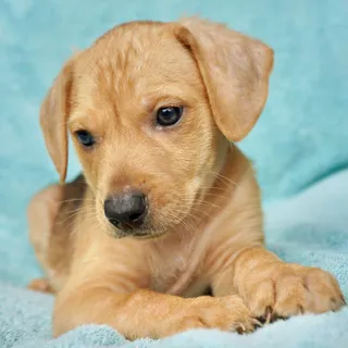Buddy