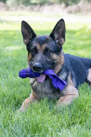 Loki