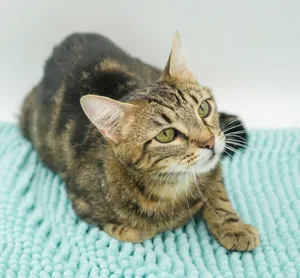 Lulu is our EPIC momma snuggler - therapy cat potential - great with kids and ALL pets