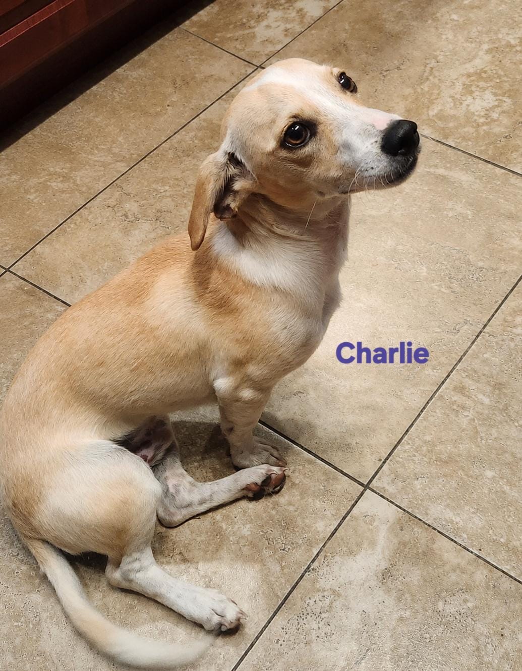 Charlie the Peanut