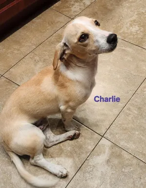 Charlie the Peanut