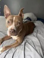 Nova