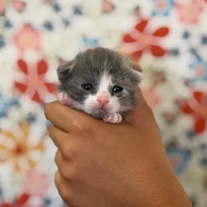 Kili
