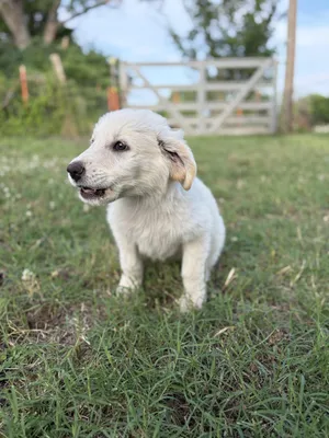 Gunner