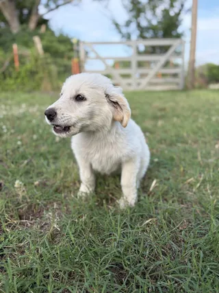 Gunner