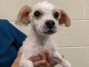 A551563