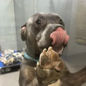 Paulo
