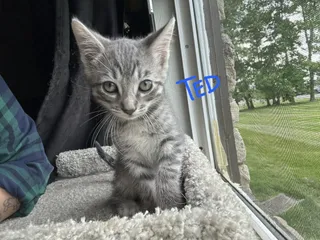 Ted