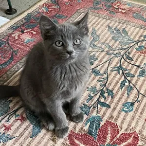 Ozzy SO FRIENDLY AND AFFECTIONATE
