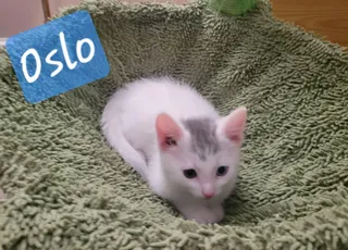 Oslo