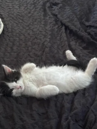 Dot