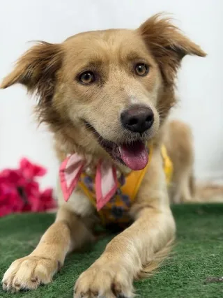 Beatrix-One of our Amazing Rescue Dogs