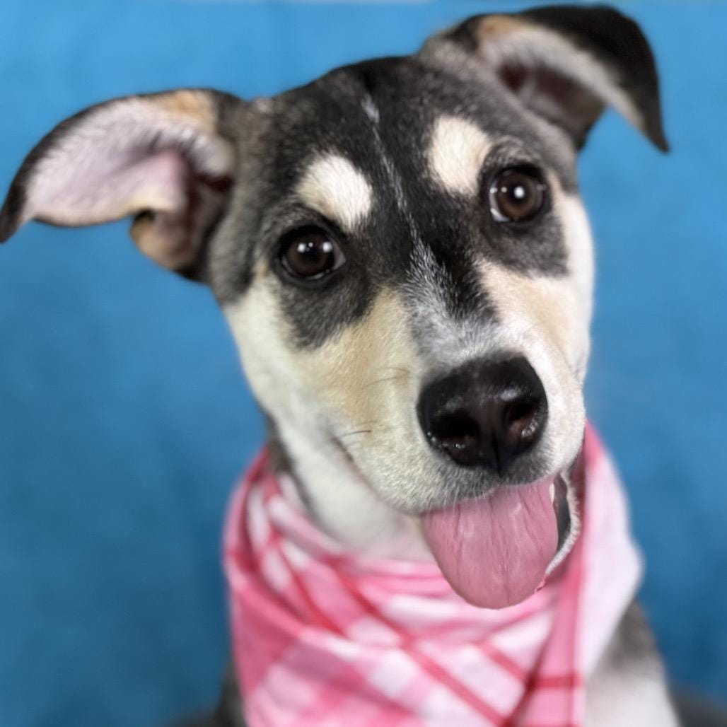 Lani