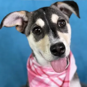 Lani