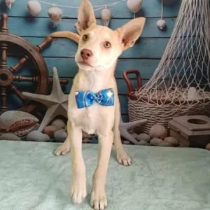 Guero