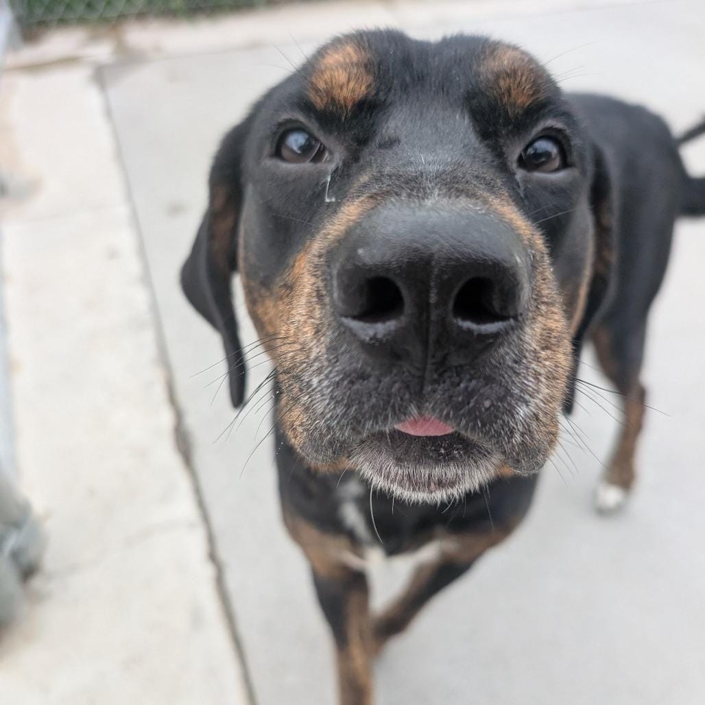 Rufus