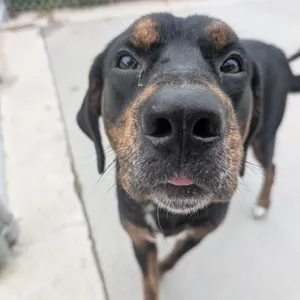 Rufus