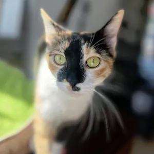 Squeaky