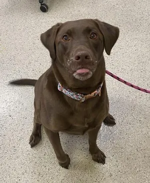 Mocha