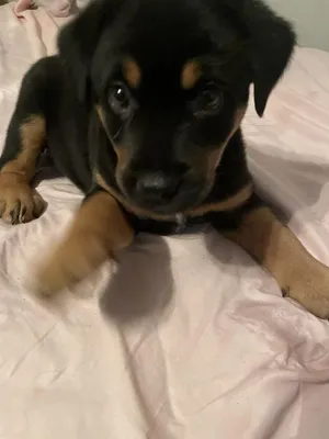 Zorro (Conroe Puppies)