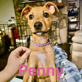 Penny