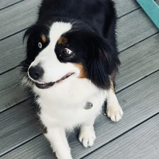 Fizz