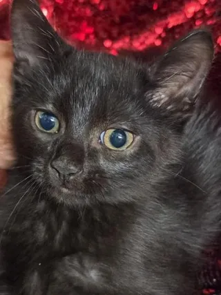 Kitt