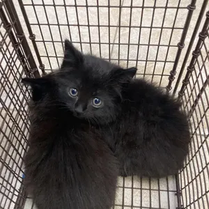 Umbreon