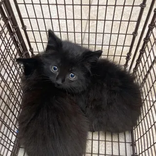 Umbreon
