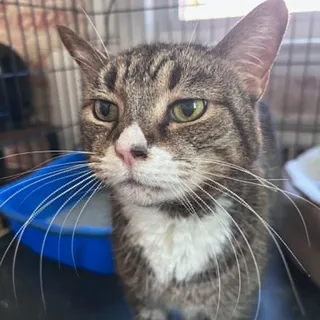 Sasha (Lap cat senior)