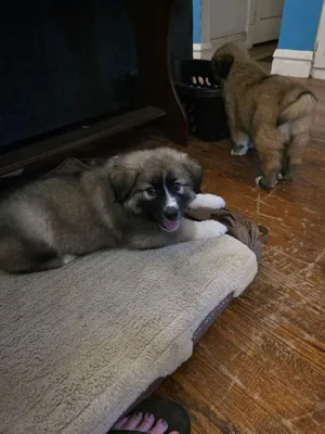 Notorious PUP