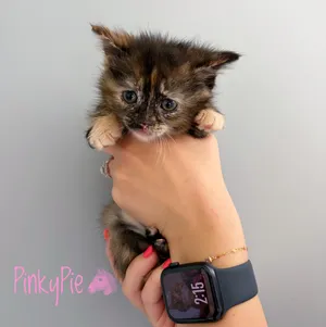 Pinky Pie