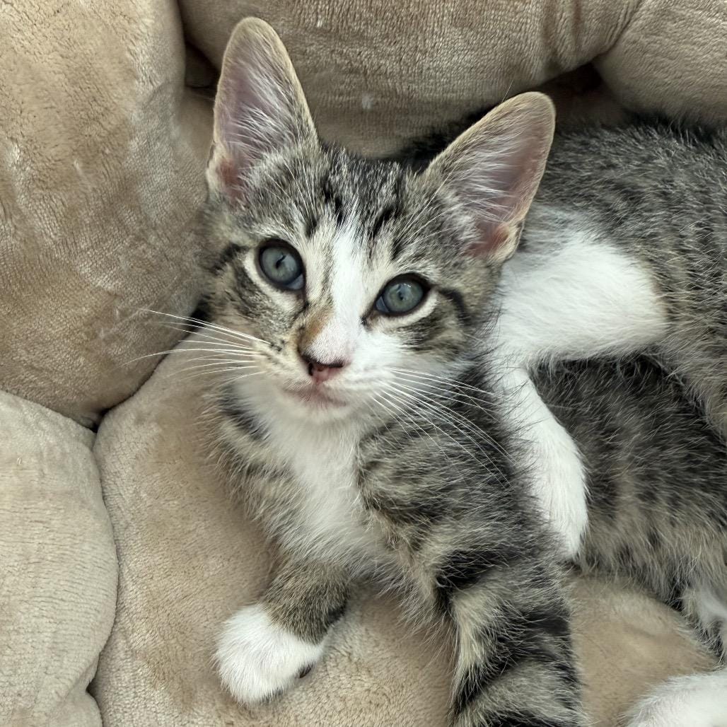 TT kitten 2