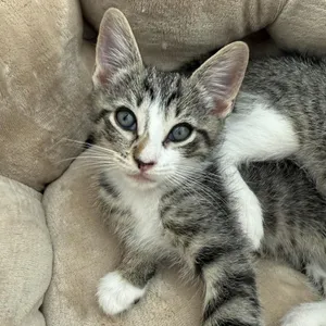 TT kitten 2