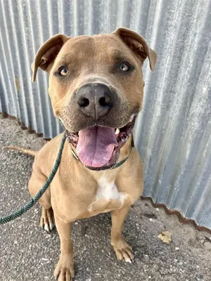 SCOOBY