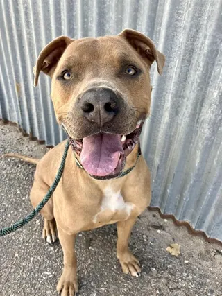 SCOOBY