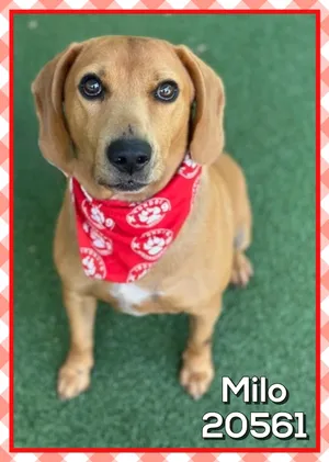 MILO
