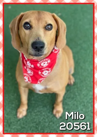 MILO