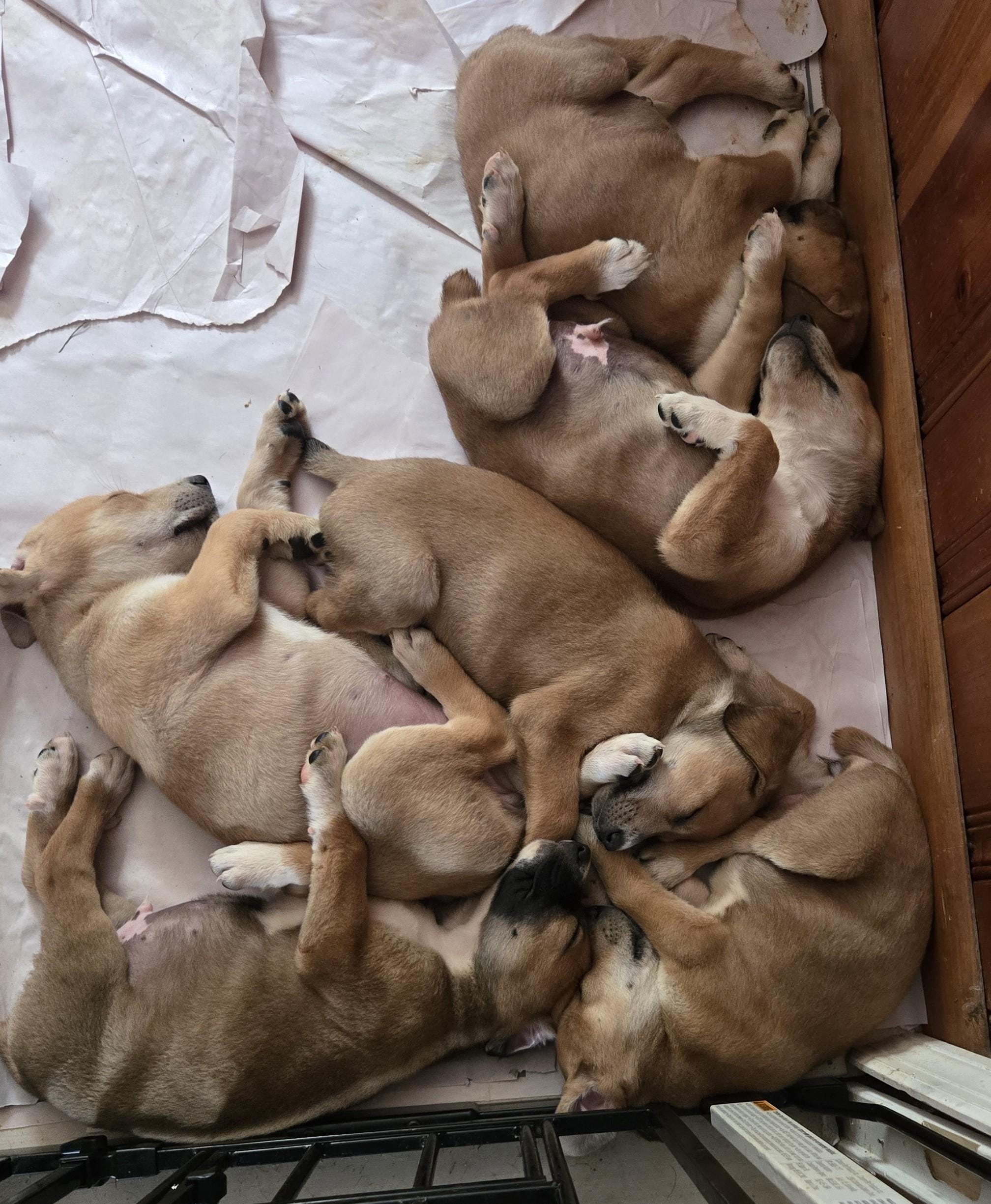 Dobernees puppies