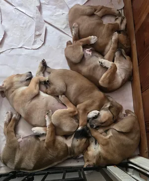 Dobernees puppies