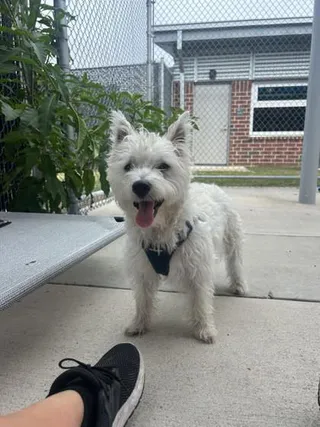 Bubba