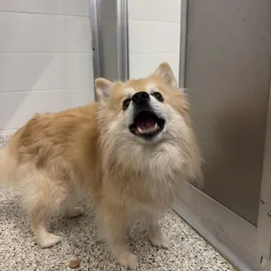 Todd