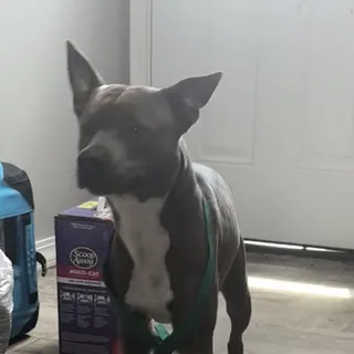Harley